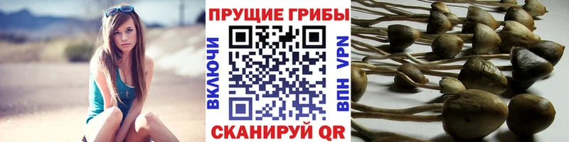Галлюциногенные грибы мухоморы  купить   кракен ссылки  Буйнакск 